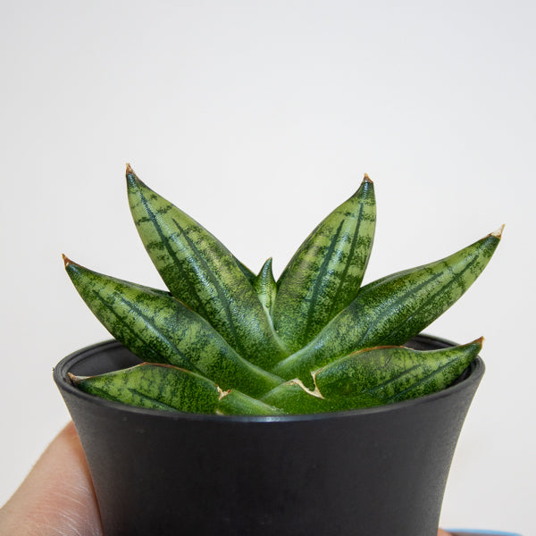 Sansevieria Inti Mini No.1 Ø10cm H15cm