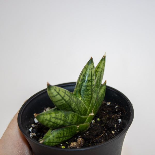 Sansevieria Inti Mini No.1 Ø10cm H15cm