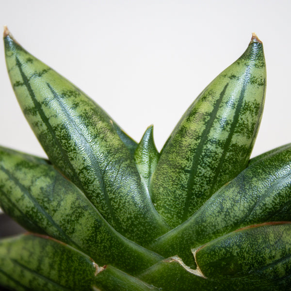 Sansevieria Inti Mini No.1 Ø10cm H15cm