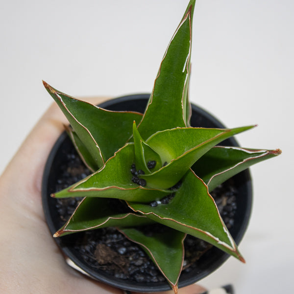Sansevieria Comet Mini Amazon No. 1 Ø10cm H15cm