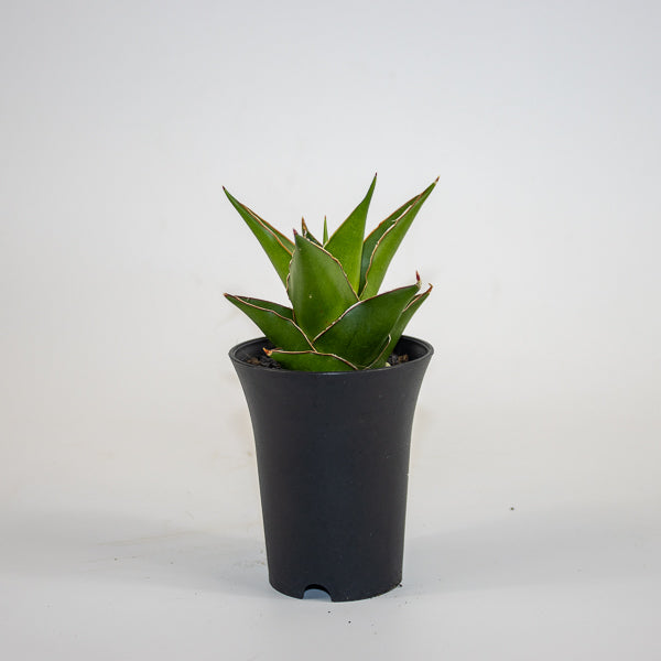 Sansevieria Comet Mini Amazon No. 1 Ø10cm H15cm