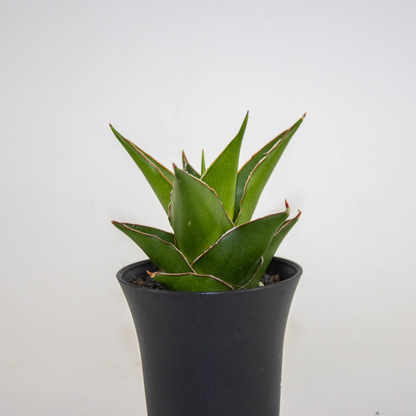 Sansevieria Comet Mini Amazon No. 1 Ø10cm H15cm
