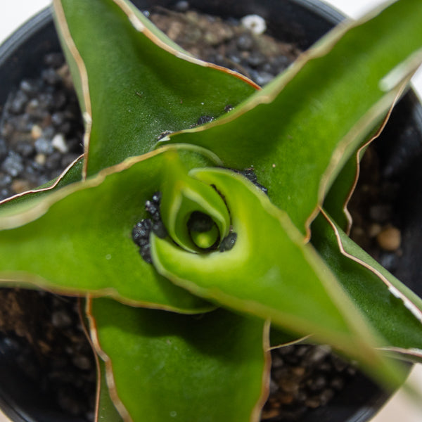 Sansevieria Comet Mini Amazon No. 1 Ø10cm H15cm