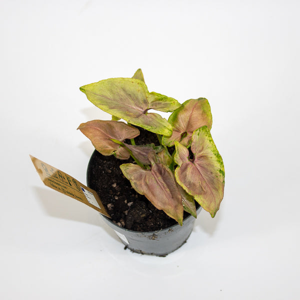 Syngonium Mickey M Ø12cm H18cm