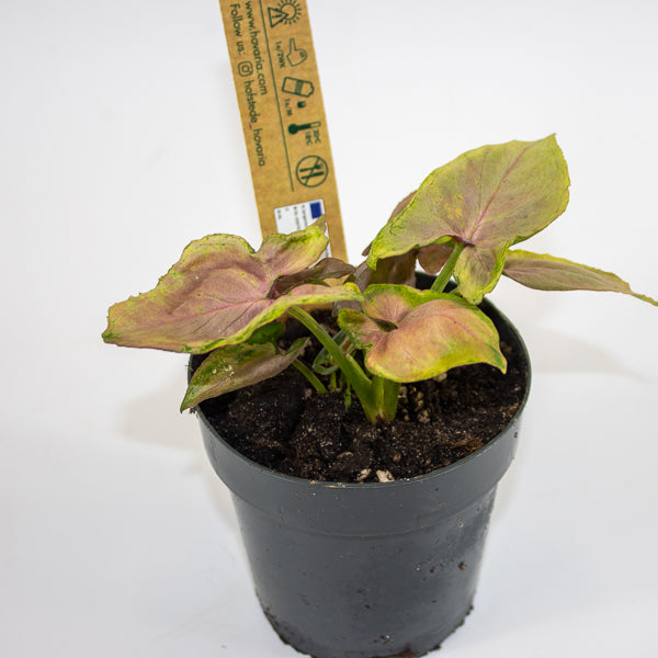 Syngonium Mickey M Ø12cm H18cm