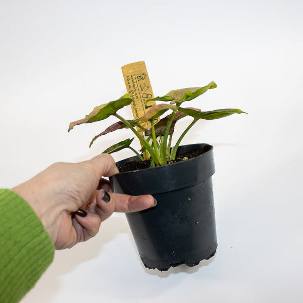 Syngonium Mickey M Ø12cm H18cm