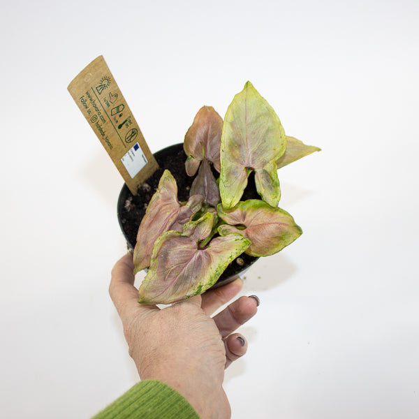 Syngonium Mickey M Ø12cm H18cm