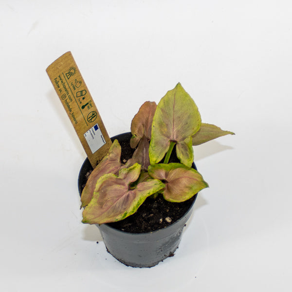Syngonium Mickey M Ø12cm H18cm