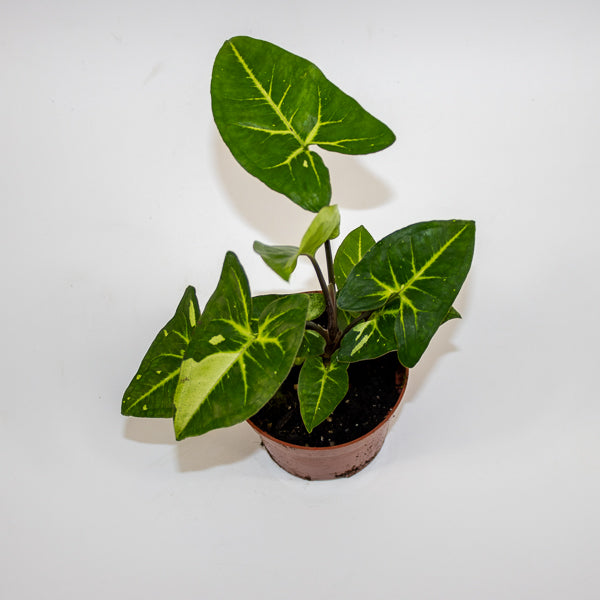 Syngonium Panda Ø10.5cm H15cm