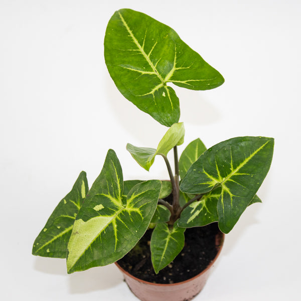 Syngonium Panda Ø10.5cm H15cm