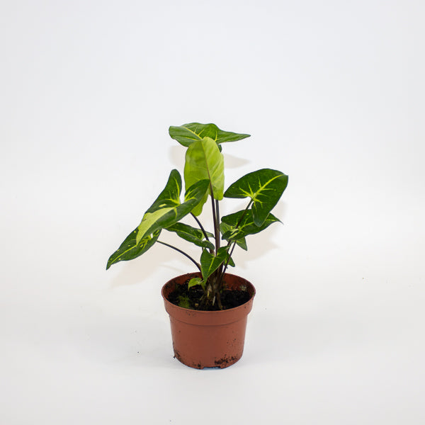 Syngonium Panda Ø10.5cm H15cm