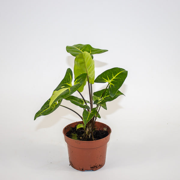 Syngonium Panda Ø10.5cm H15cm