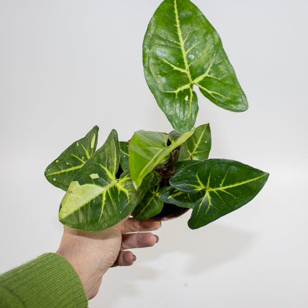 Syngonium Panda Ø10.5cm H15cm