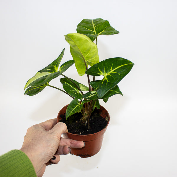 Syngonium Panda Ø10.5cm H15cm