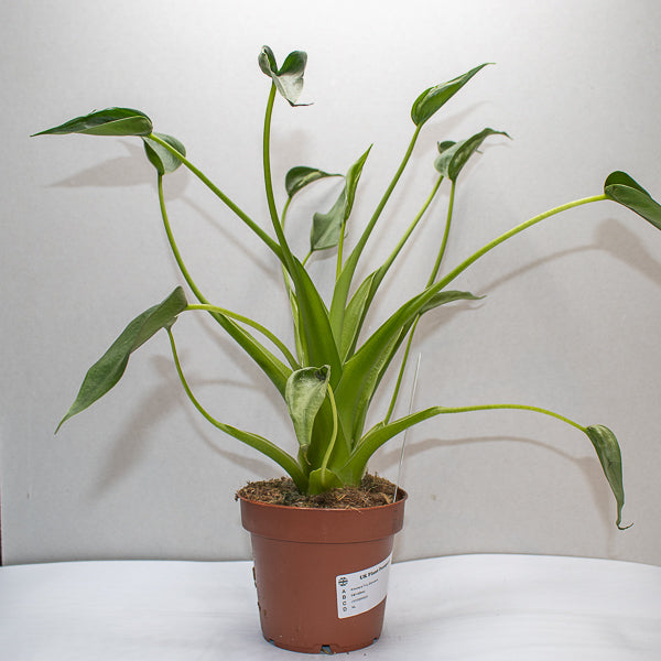 Alocasia Tiny Dancers