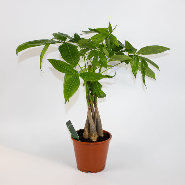 Pachira aquatica Ø14cm H50cm