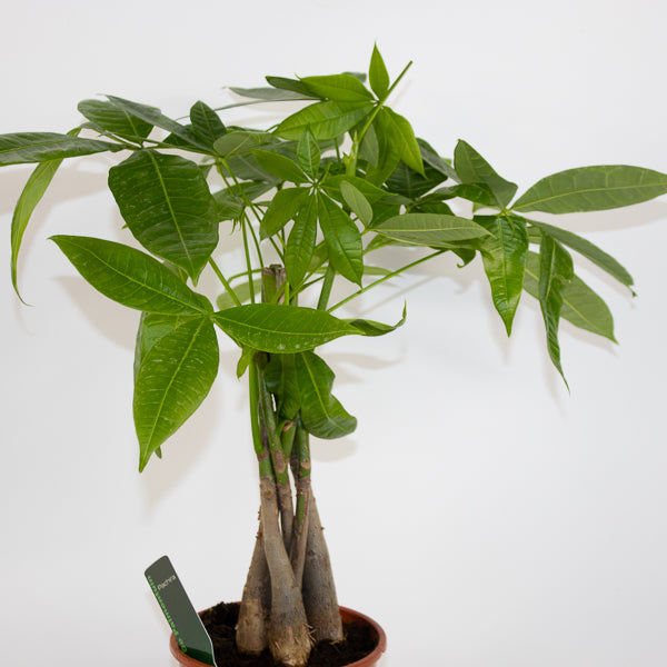 Pachira aquatica Ø14cm H50cm