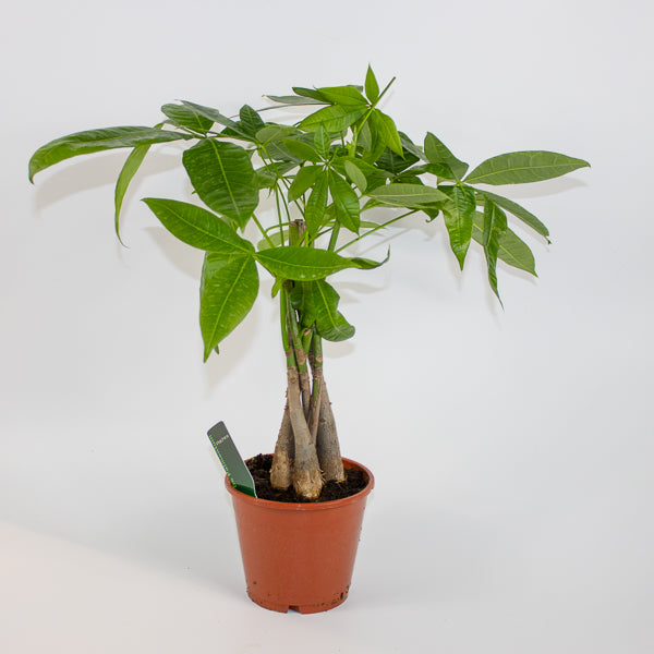 Pachira aquatica Ø14cm H50cm