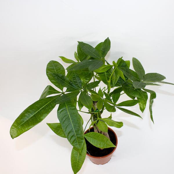Pachira aquatica Ø14cm H50cm