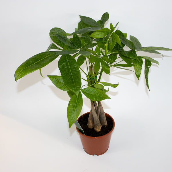 Pachira aquatica Ø14cm H50cm