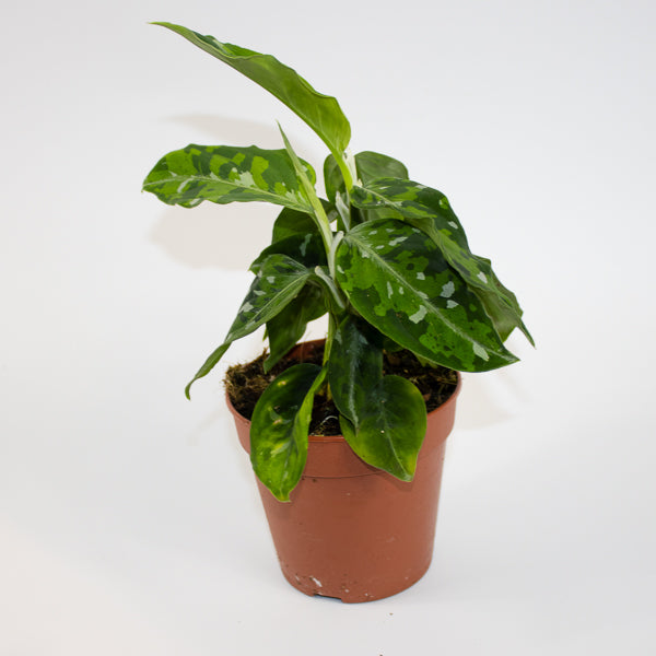 Aglaonema Tricolor Ø12cm H35cm