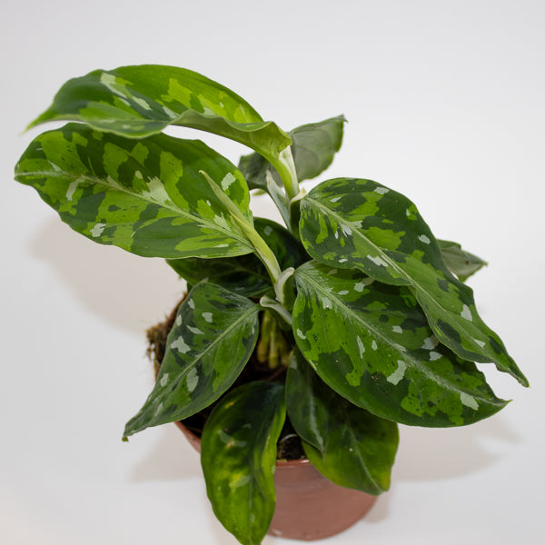 Aglaonema Tricolor Ø12cm H35cm
