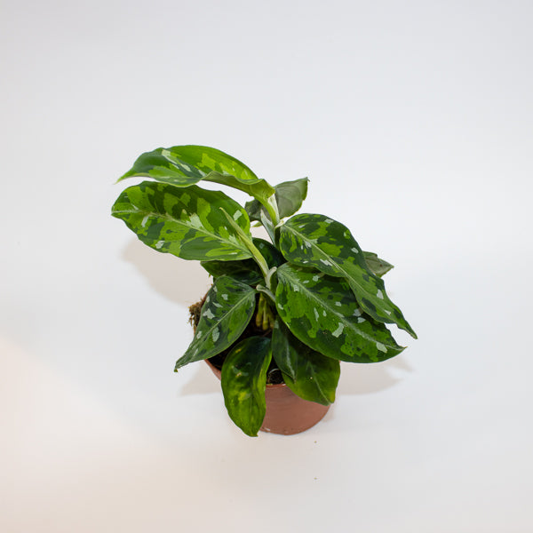 Aglaonema Tricolor Ø12cm H35cm