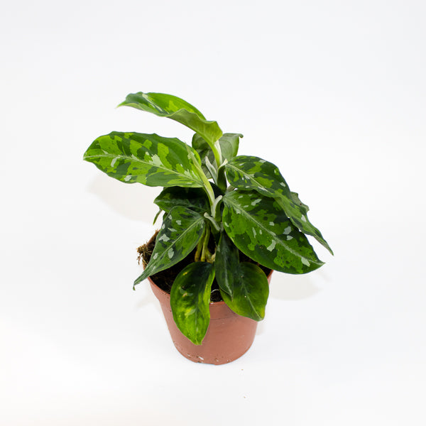 Aglaonema Tricolor Ø12cm H35cm