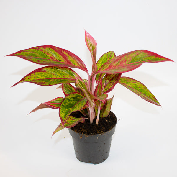 Aglaonema Jungle Lava
