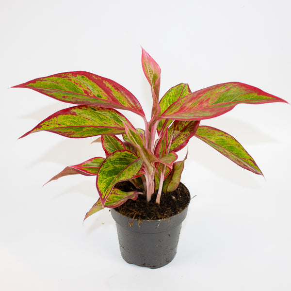 Aglaonema Jungle Lava Ø12cm H40cm