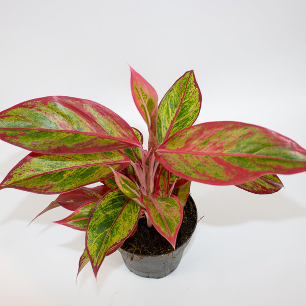 Aglaonema Jungle Lava Ø12cm H40cm