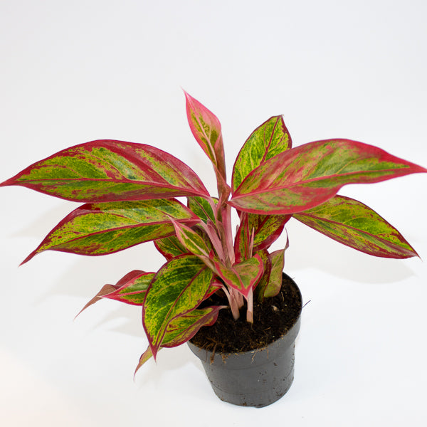 Aglaonema Jungle Lava Ø12cm H40cm