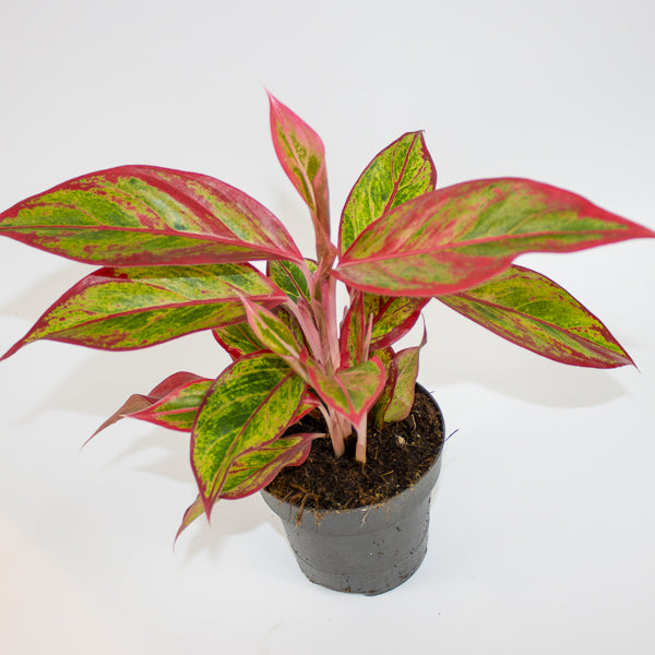 Aglaonema Jungle Lava Ø12cm H40cm