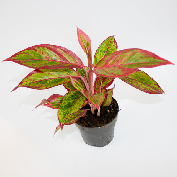Aglaonema Jungle Lava Ø12cm H40cm