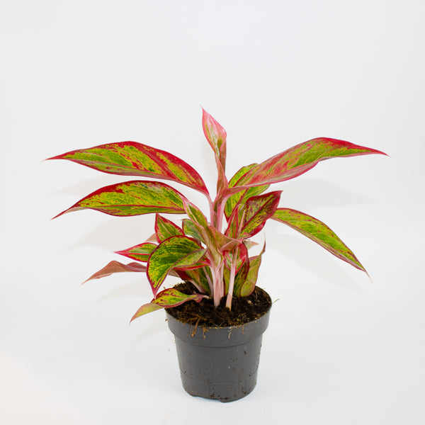 Aglaonema Jungle Lava Ø12cm H40cm