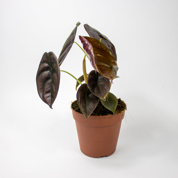 Alocasia cuprea Red Secret Ø12cm H25cm