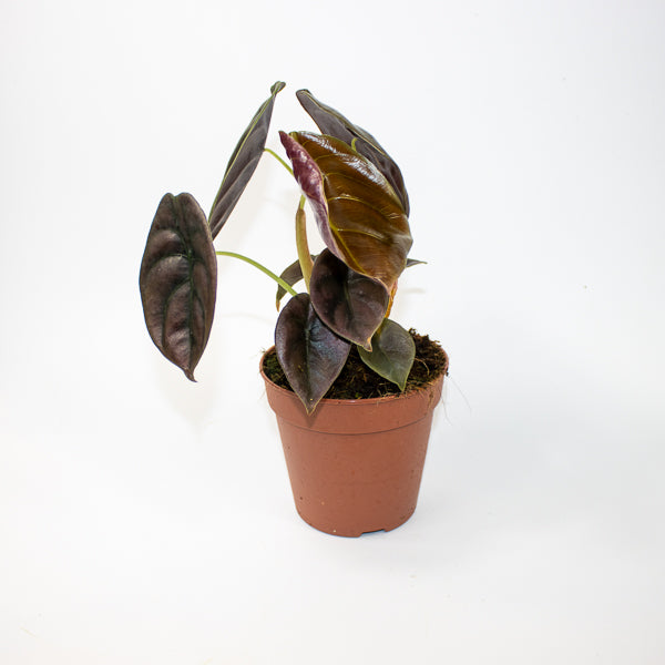 Alocasia cuprea Red Secret Ø12cm H25cm
