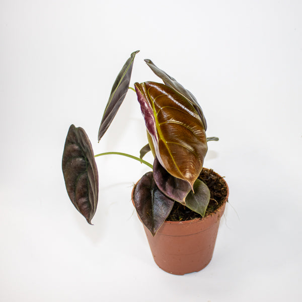 Alocasia cuprea Red Secret Ø12cm H25cm