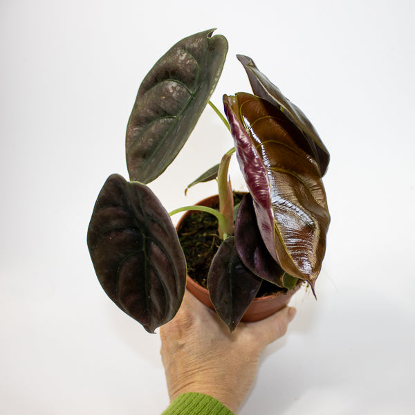 Alocasia cuprea Red Secret Ø12cm H25cm