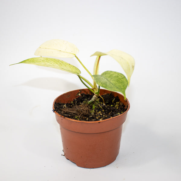Philodendron FLORIDA GHOST Ø10.5cm H15cm