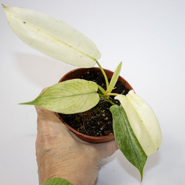 Philodendron FLORIDA GHOST Ø10.5cm H15cm