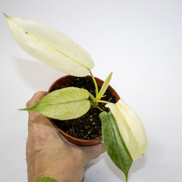 Philodendron FLORIDA GHOST Ø10.5cm H15cm