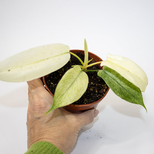 Philodendron FLORIDA GHOST Ø10.5cm H15cm