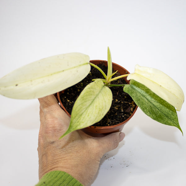 Philodendron FLORIDA GHOST Ø10.5cm H15cm