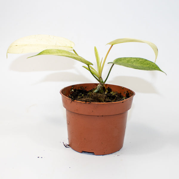 Philodendron FLORIDA GHOST Ø10.5cm H15cm