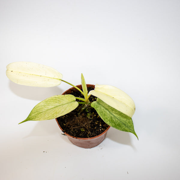 Philodendron FLORIDA GHOST Ø10.5cm H15cm