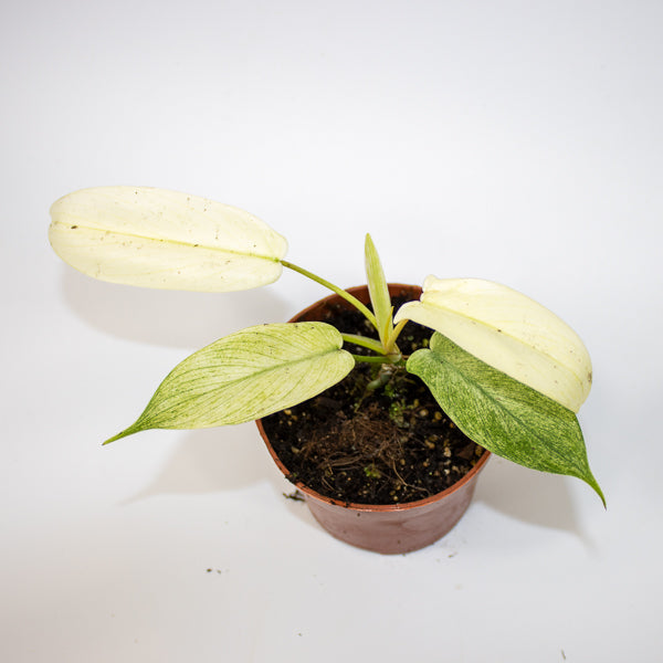 Philodendron FLORIDA GHOST Ø10.5cm H15cm
