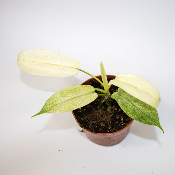 Philodendron FLORIDA GHOST Ø10.5cm H15cm