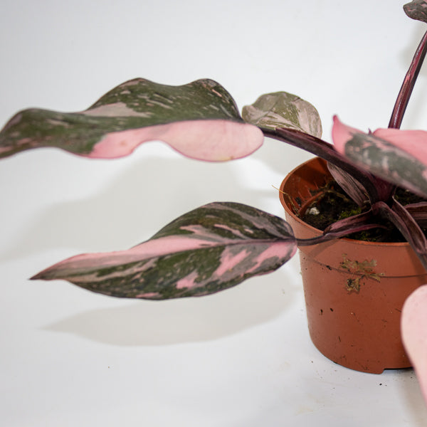 Philodendron Pink Princess Marble Ø10.5cm H15cm