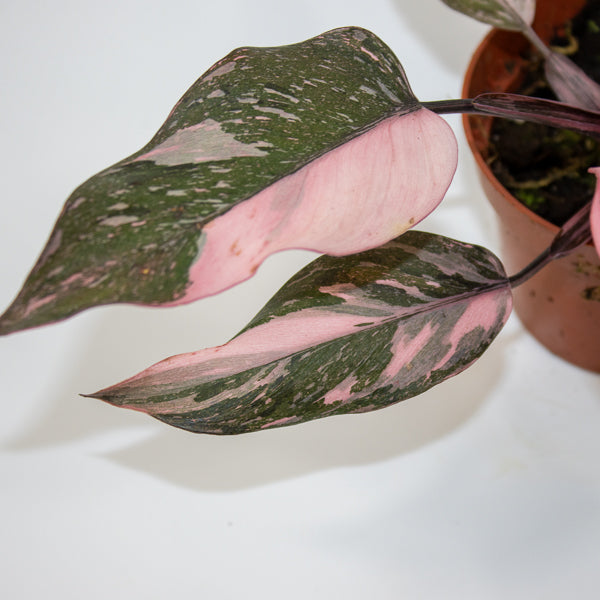Philodendron Pink Princess Marble Ø10.5cm H15cm